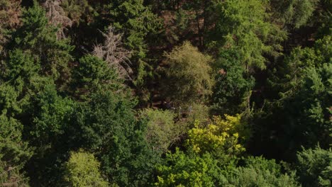 Aerial-drone-shot-of-forest-woodland-in-the-countryside-with-people-gathering-on-the-ground
