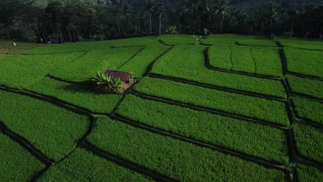 Aerial-View-Orbiting-Lush-Green-Rice-Fields-with-Hut-in-East-Java,-Indonesia