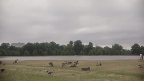 Mid-shot-of-ducks-grazing-by-a-lake-in-a-park