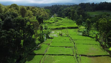 Drone-Aéreo-Sobre-Arrozales-Verdes-En-La-Cascada-Gemela-De-Arum,-Java-Oriental,-Indonesia