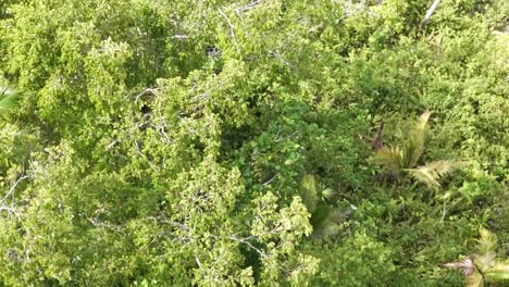 Luftaufnahme-Eines-Dichten-Immergrünen-Waldes-In-Der-Hügeligen-Region-Der-Philippinen