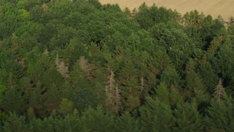 Aerial-drone-shot-of-forest-woodland-in-the-countryside