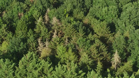 Aerial-drone-shot-of-forest-woodland-in-the-countryside-with-evergreen-trees