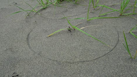 Kreisförmiges-Muster-Im-Strandsand,-Während-Der-Wind-Das-Gras-Sanft-Wiegt