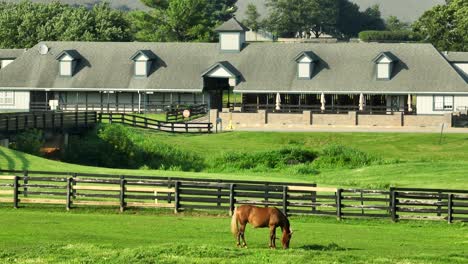 Thoroughbred-horse-grazing-in-fenced-pasture-with-stalls-and-barn-in-background