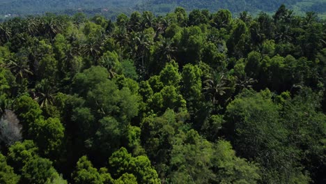 Luftaufnahme-über-Dschungelbäume-Und-Reisterrassenfelder-In-Sidemen,-Bali,-Indonesien