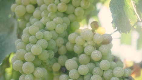 Close-up-of-bunches-of-green-grapes-on-the-vine-in-the-sun-in-vineyard