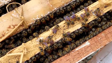 Honigbienenfamilie-Auf-Bienenwabe-Im-Bienenhaus