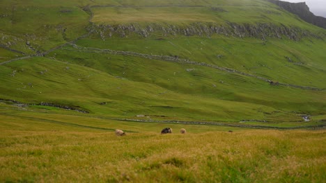 Wide-shot-showing-grazing-faroese-sheeps-on-green-meadow-landscape-on-volcanic-island-named-Mykines
