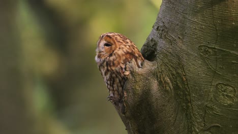Portrait-of-Tawny-Owl-also-called-the-brown-Owl-hiding-on-a-tree