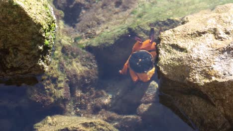 Shore-crab-at-home-in-shallow-rock-pool