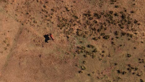 horse-is-wandering-slow-motion-from-above