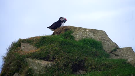 Medium-shot-of-wild-Puffin-Bird-catching-fresh-fish-and-resting-on-rock-against-cloudy-sky-on-Faroe-Islands