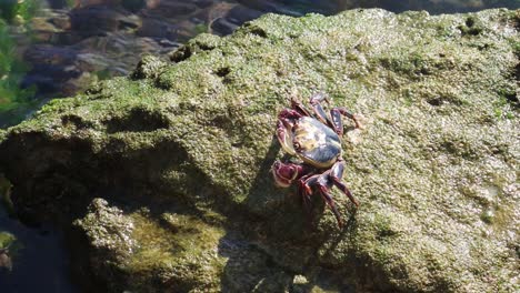 Nature-in-motion-as-Rock-Crab-makes-it-way-across-a-boulder-searching-for-food
