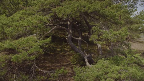 An-amazing-cinematic-shot-of-an-old-crooked-pine-tree-resembling-a-bonsai
