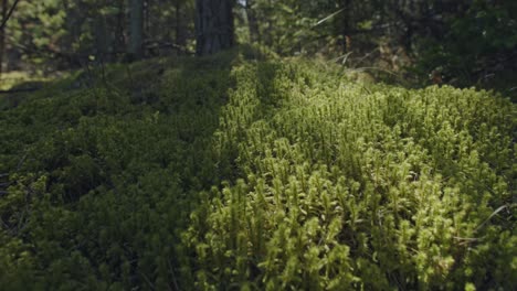 Eine-Filmisch-Sanfte-Aufnahme-Von-Grünem-Moos,-Das-Den-Waldboden-Bedeckt