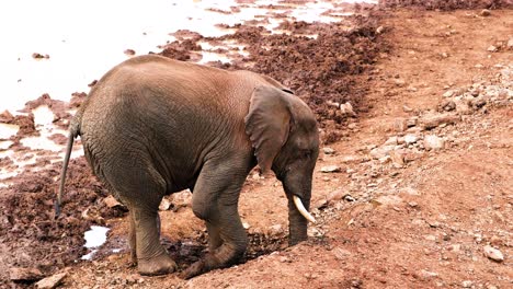 Elefante-Africano-De-Monte-Revolcándose-Cerca-Del-Abrevadero-En-El-Parque-Nacional-Aberdare,-Kenia