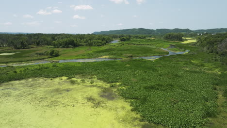 Fluss-Und-Feuchtgebiet-Mit-Algen-Und-Anderen-Wasserpflanzen-Im-Trempealeau-National-Wildlife-Refuge