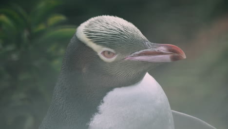 Vista-En-La-Cabeza-Del-Pingüino-De-Ojos-Amarillos-En-El-Faro-De-Katiki-Point-En-Moeraki,-Nueva-Zelanda