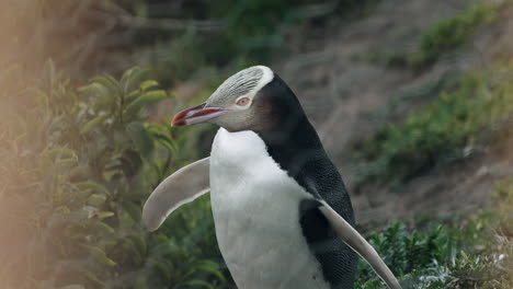 Lindo-Pingüino-De-Ojos-Amarillos-En-La-Costa-Cerca-Del-Faro-De-Katiki-Point-En-Moeraki,-Nueva-Zelanda