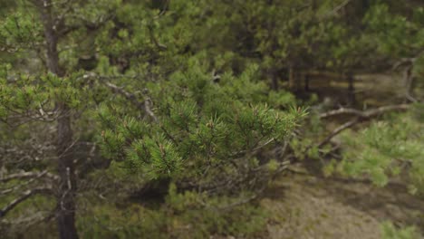 A-cinematic-close-up-shot-of-a-pine-tree-branch