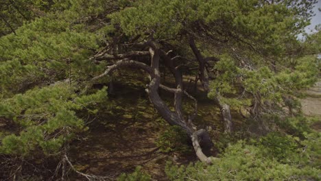 An-immersive-shot-of-an-old-pine-tree-resembling-a-bonsai