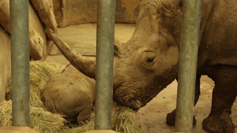 Rhino-and-Calf-in-enclosure