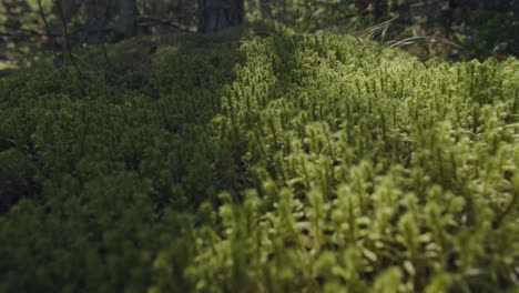 A-smooth-shot-over-a-moss-covered-forest-floor-in-the-morning-sunlight