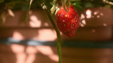 Close-up-static-shot-of-small-red-strawberry-growing-in-pot