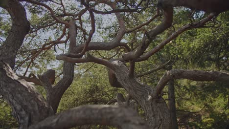 Captivating-cinematic-shot-through-the-twisted-branches-of-an-ancient-pine-tree,-revealing-nature's-intricate-beauty