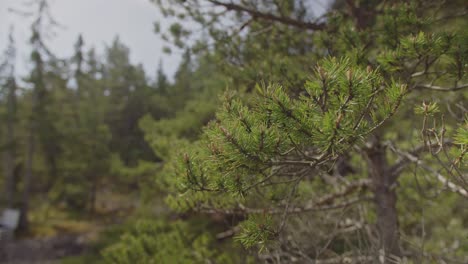 Beautiful-close-up-shot-of-pine-tree-branches-moving-in-a-gentle-wind-breeze