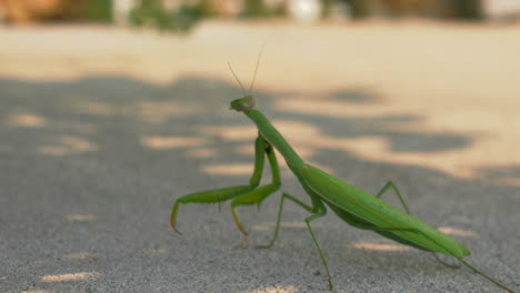 Predatory-Mantis-Religiosa-Standing-on-Concrete