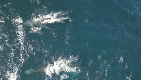 Grupo-De-Ballenas-Nadando-A-Través-Del-Océano-Pacífico,-Migrando,-Soplando-Chorros-Y-Agua-Creando-Un-Arco-Iris