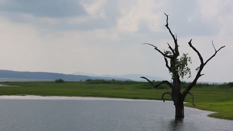 Static-shot-of-a-river-and-a-dry-tree-in-country-side