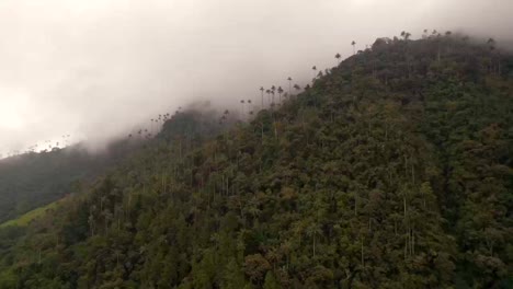 Dense-forest-in-the-cocora-valley-covered-with-fog
