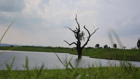 Static-shot-of-a-river-and-a-tree-with-a-grass-in-the-foreground