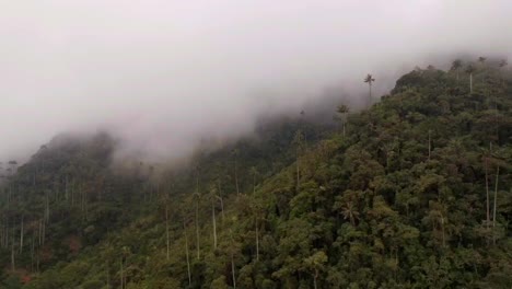 Nebliges-Cocora-Tal,-Bedeckt-Von-Wolken-über-Wachspalmen-In-Den-Bergen