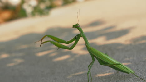 Beautiful-Mantis-Religiosa-in-Upright-Posture