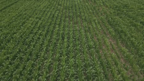 View-of-green-cornfield.-Aerial-drone-forward