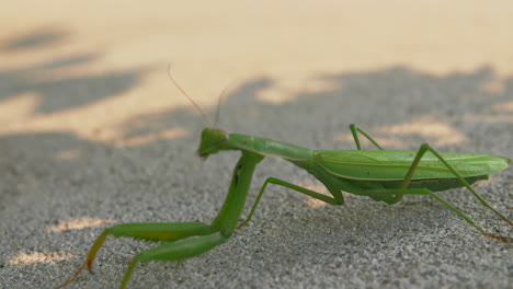 Close-up-of-Mantis-Religiosa-Crawling-on-Concrete