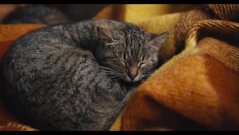 A-gray-cat-lies-on-an-orange-blanket,-sleeps-and-yawns.-Overview-of-a-cute-pet