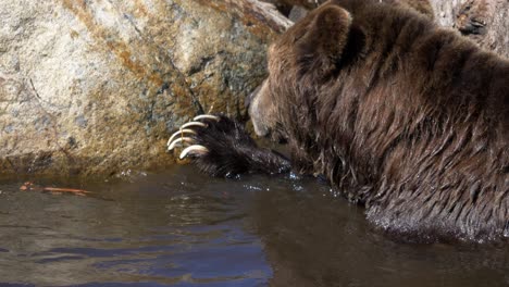 Grizzly-Bear-In-Lake-Grooming-Its-Claw.-closeup