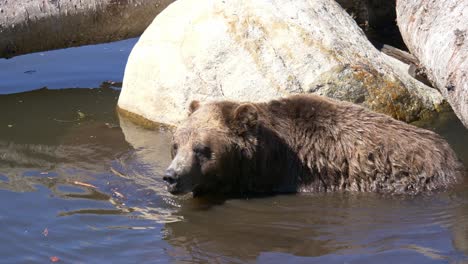 Closeup-Of-Grizzly-Bear-Walking-In-Pond