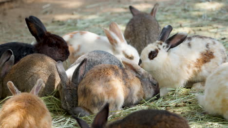 Group-of-Domestic-Rabbits-Feeding-Eating-Dry-Grass-at-Outdoor-Enclosure-with-Sunlight-Patches-on-Animals
