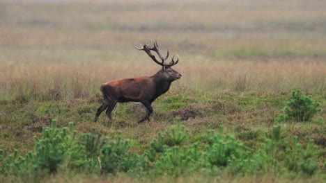 Red-deer-gloriously-walks-across-open-grasslands-of-Veluwe-during-rutting-season