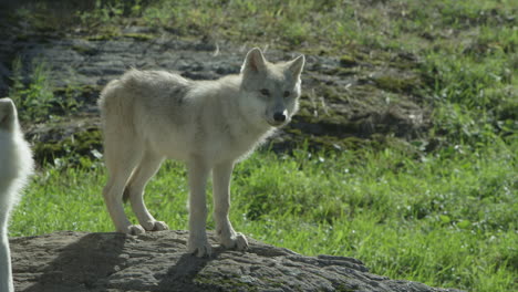 Wolves-in-Canadian-Boreal-Forest