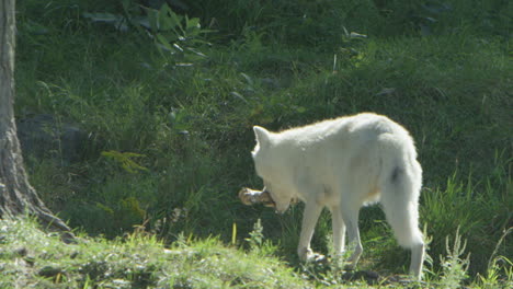 Wolves-in-Canadian-Boreal-Forest