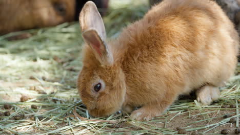 Adorable-Orange-Domestic-Rabbit-Eating-Dry-Grass-in-a-Farm---Close-up