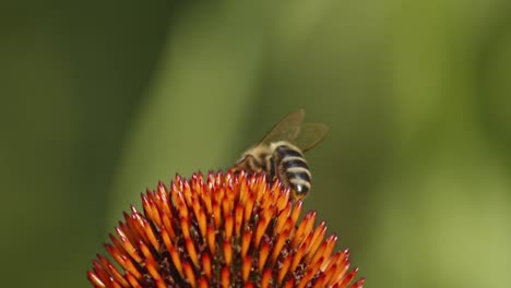 rear-view-Of-A-wild-honey-Bee-collecting-pollen-from-an-orange-Coneflower-against-green-blurred-background