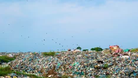 Birds-swarming-over-landfill-site-full-of-rubbish